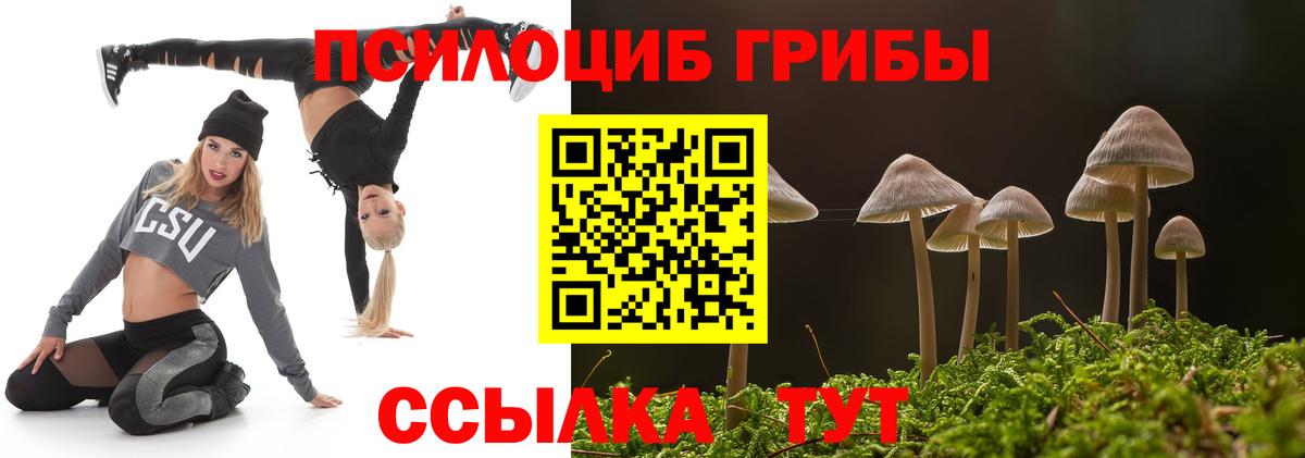 Псилоцибиновые грибы Psilocybe Котовск